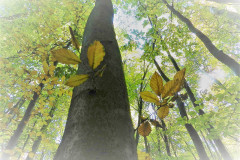 DSCN3285-2