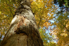 DSCN8927