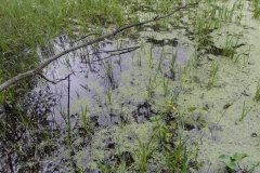 Ortutske-jazierko-zarastene-vegetaciou-2011_5