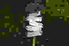 DSCN9786